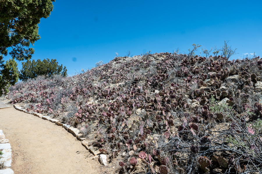 Cactus patch on top of butte