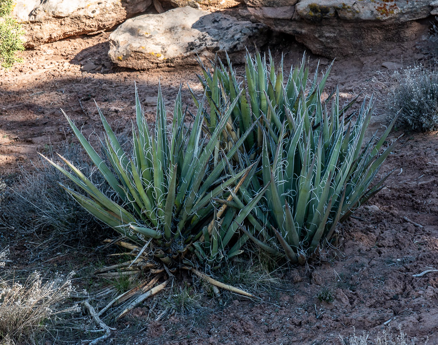 Yucca on rim Canyon de Chelly