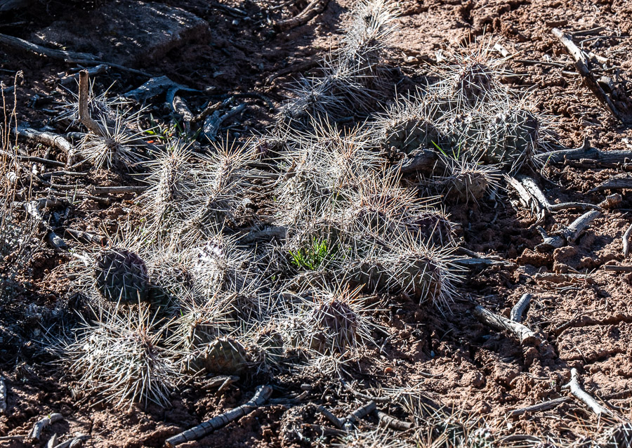 Cactuson rim Canyon de Chelly