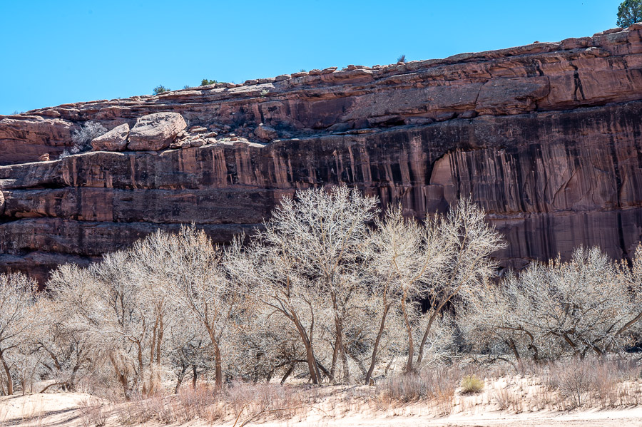 Cottonwoods in Canyon de Chelly