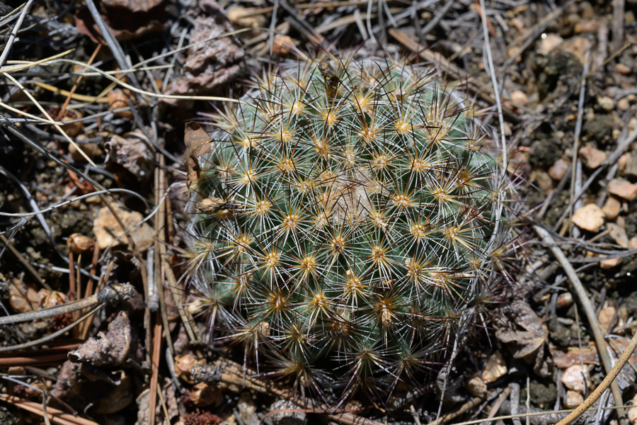 <div></div>